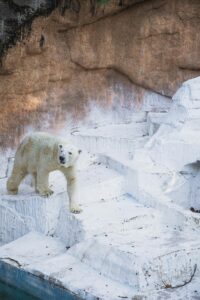 Ours Polaire marchant sur la banquise
