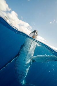 Baleine prise en photo avec un appareil submersible, en pleine sortie de l'au